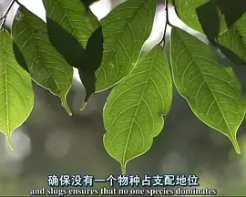 自然世界：蚂蚁攻击 海报